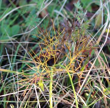 صورة Peucedanum longifolium Waldst. & Kit.