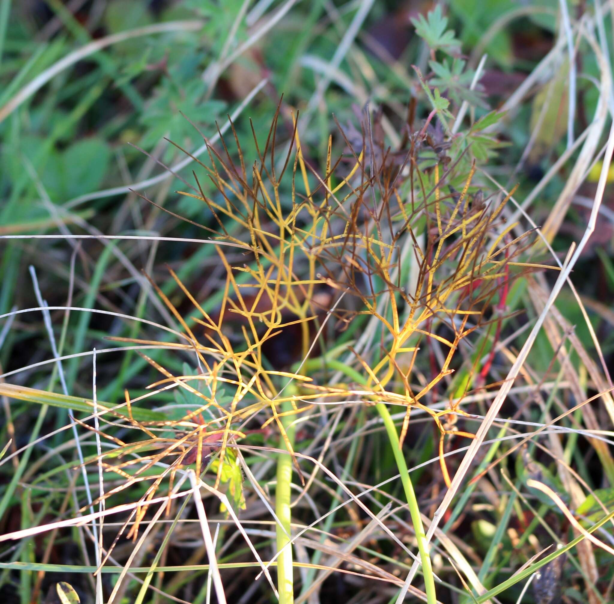 Image of Peucedanum longifolium Waldst. & Kit.