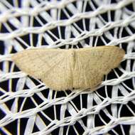 صورة Idaea uniformis Warren 1896