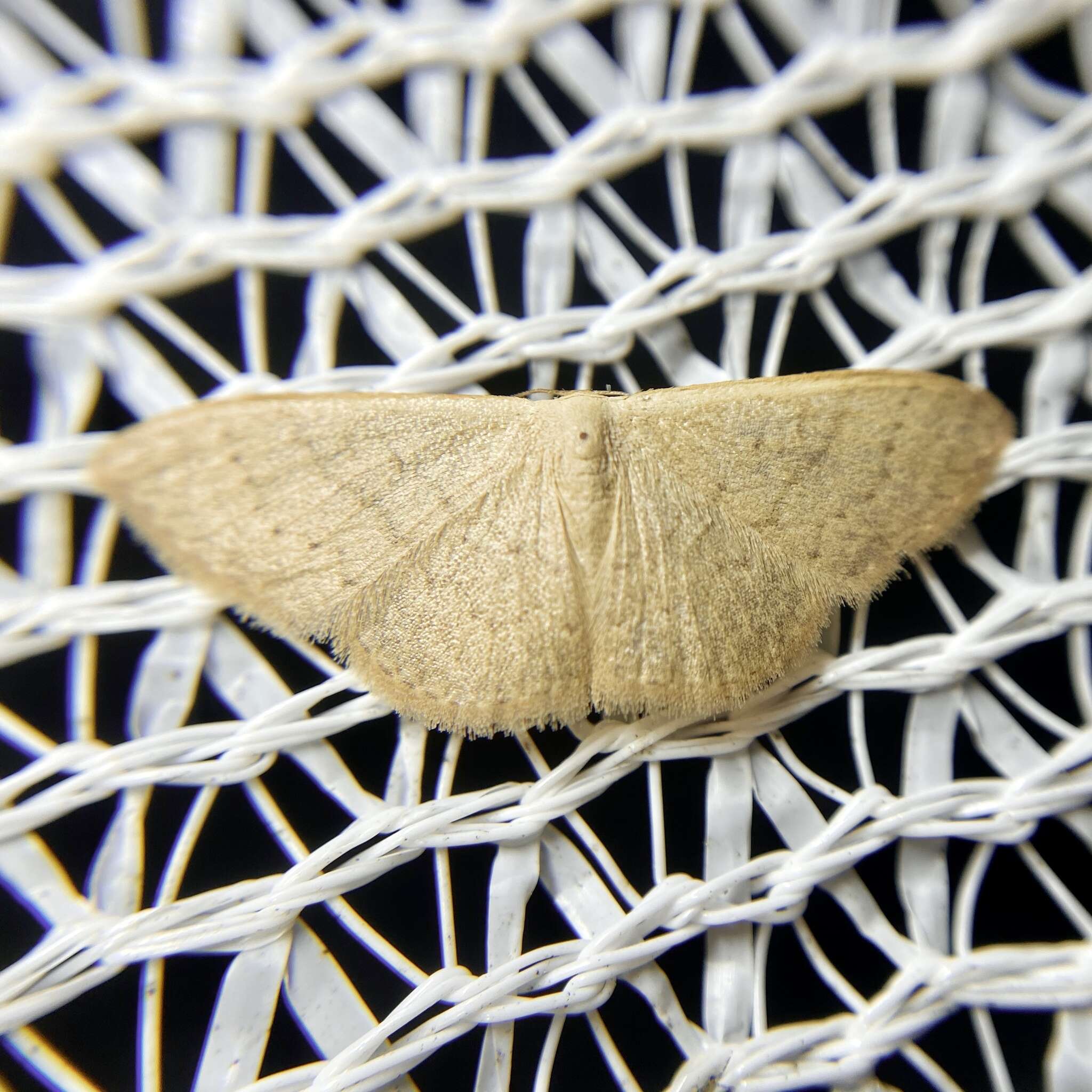 Image de Idaea uniformis Warren 1896