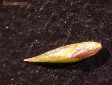 Image of Beaked Cut-Throat Grass