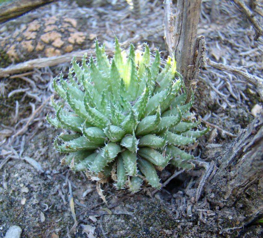 Image of Haworthia herbacea var. herbacea