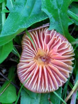 Image of Hygrocybe insipida (J. E. Lange) M. M. Moser 1967