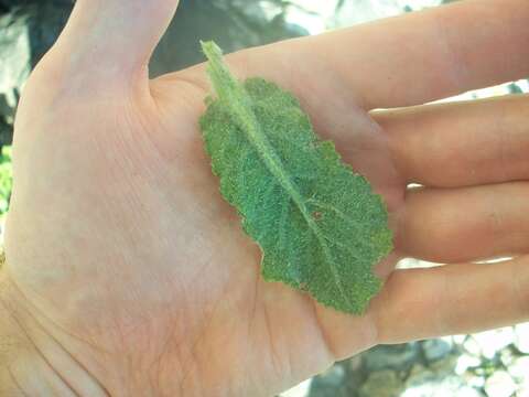 Image of Poisonous ragwort