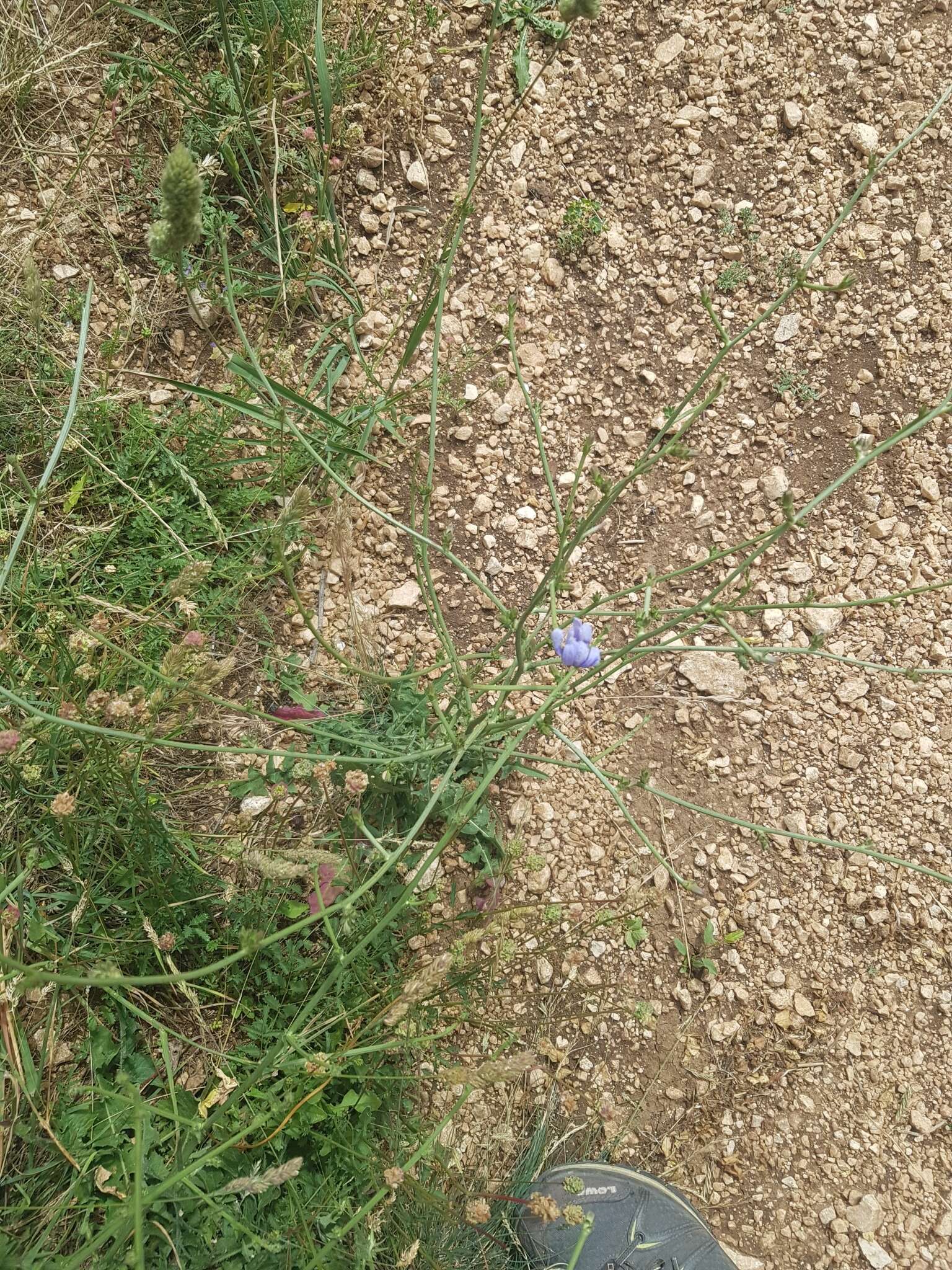 Image of Cichorium intybus subsp. intybus