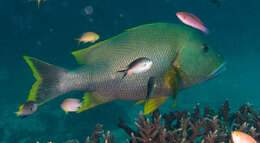 Image of Blubberlip snapper