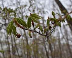 Imagem de Acer pseudosieboldianum (Pax) Kom.