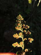 Image of Asplenium ciliatum C. Presl ex Bertero