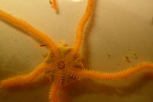 Image of brittlestar