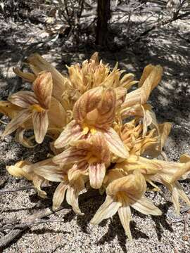 Image of California broomrape