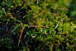 Sphagnum truncatum Hornschuch 1841的圖片