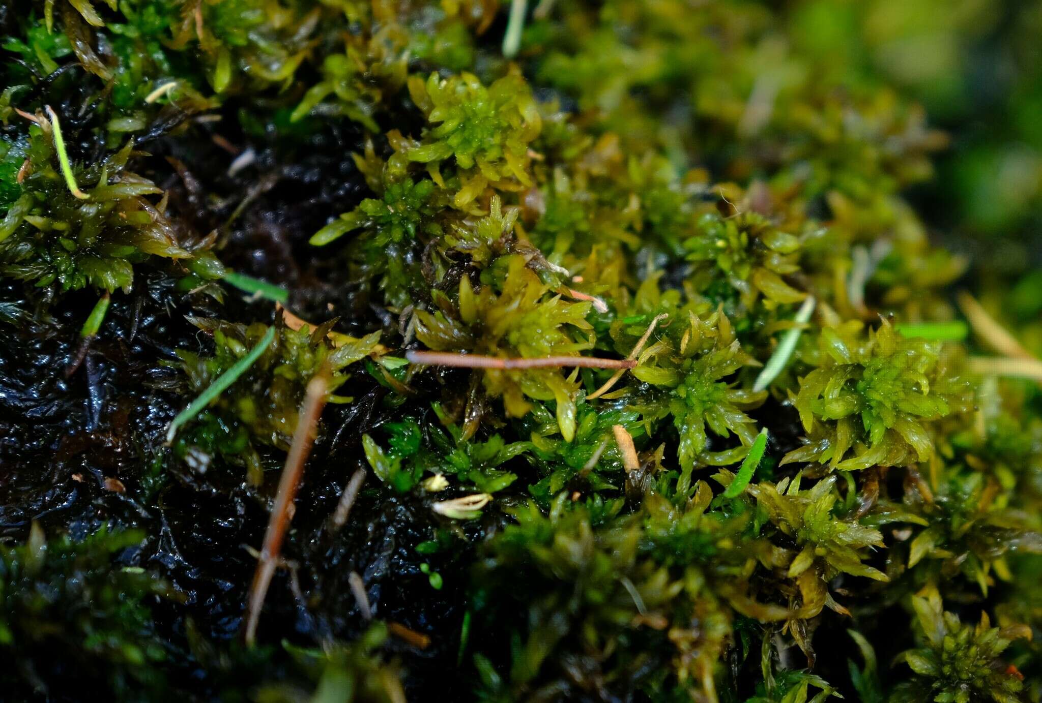 Sphagnum truncatum Hornschuch 1841的圖片