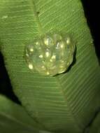 Image of Rio Azuela Glass Frog