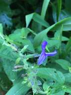 Salvia coerulea Benth. resmi