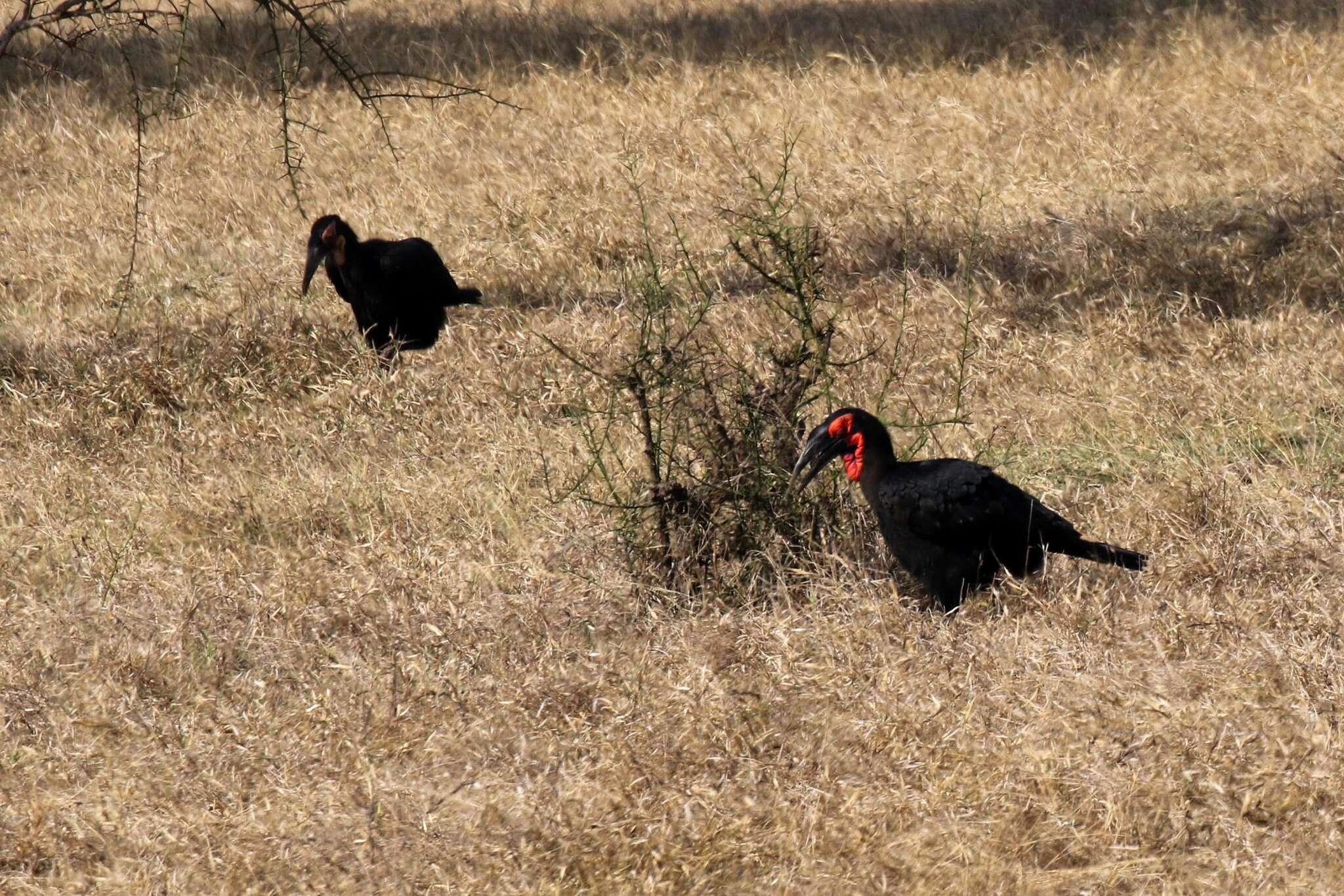 Image of Southern Ground Hornbill