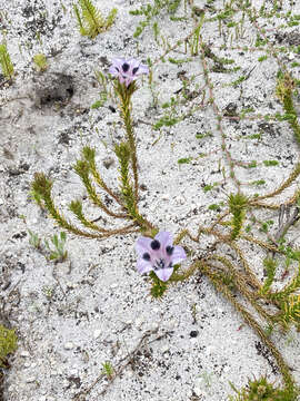 Image of Roella maculata Adamson