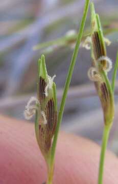 Plancia ëd Ficinia capillifolia (Schrad.) C. B. Clarke