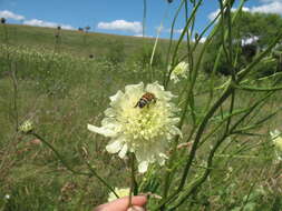 Image of Cephalaria litvinovii Bobrov