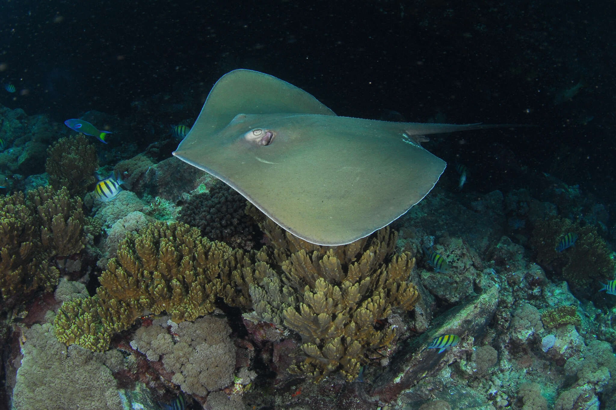 Image of Jenkins' Whipray