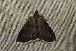 Image of White-fringed Pyrausta Moth