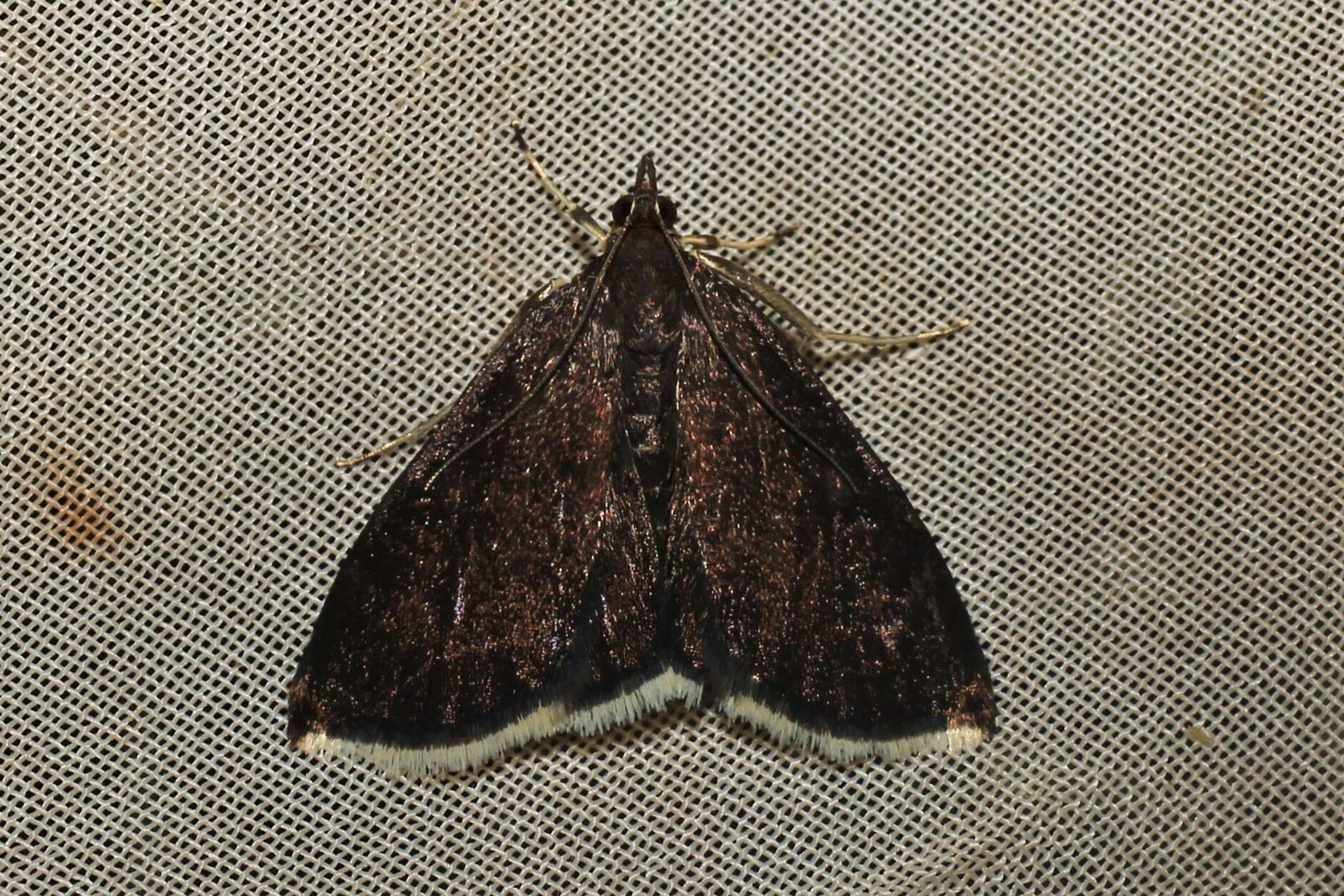 Image of White-fringed Pyrausta Moth