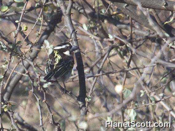 Image of Black-throated Barbet