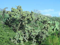 Image de Cylindropuntia prolifera (Engelm.) F. M. Knuth