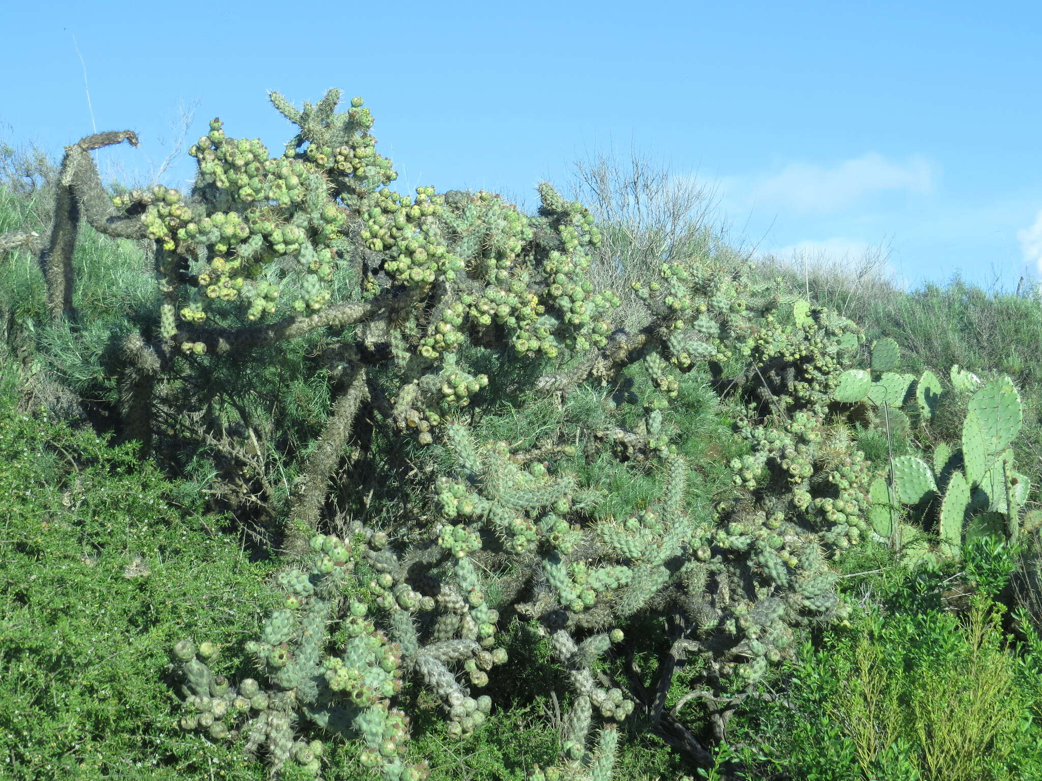 Image of coastal cholla