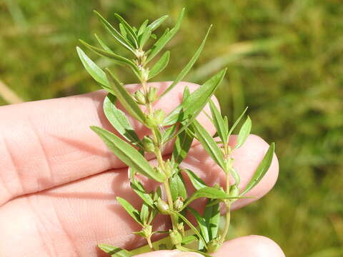 Image of lowland rotala