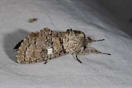 Image of Cossid moth