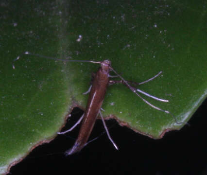 Image of Caloptilia diversilobiella Opler 1969