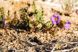 Image of Fremont's phacelia