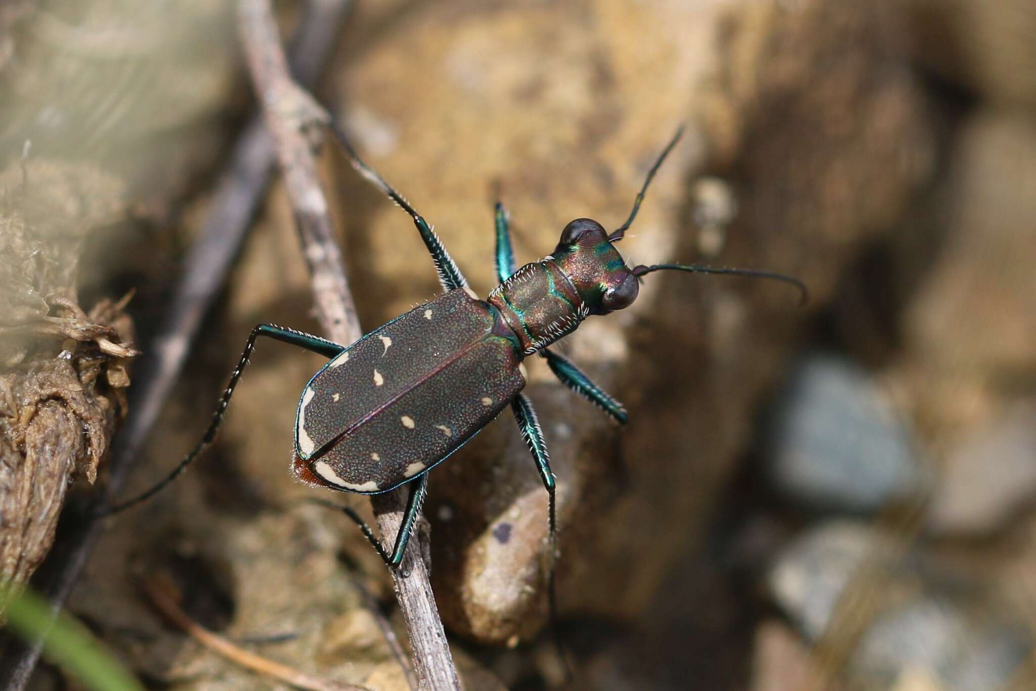 Plancia ëd Cicindela (Cicindelidia) rufiventris rufiventris Dejean 1825