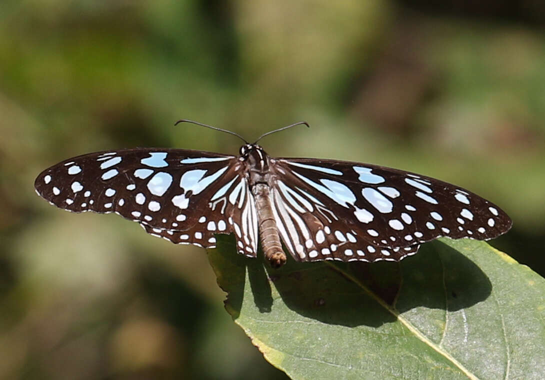 Image of Tirumala limniace exoticus