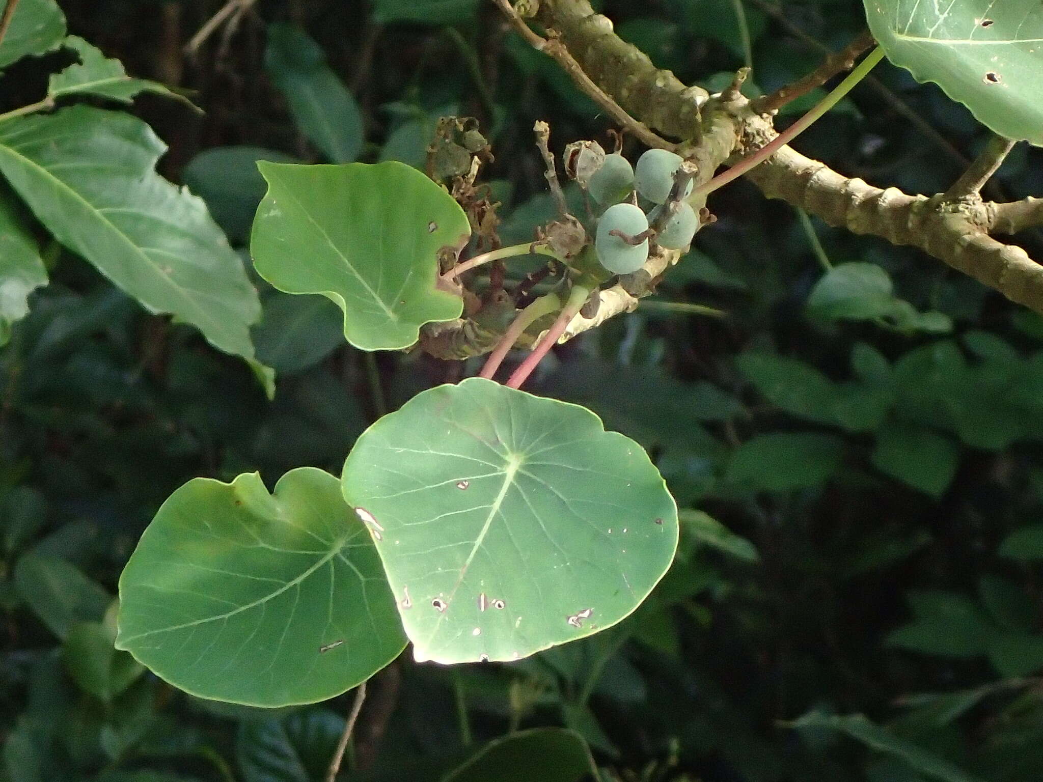 Imagem de Homalanthus fastuosus (Linden) Fern.-Vill.