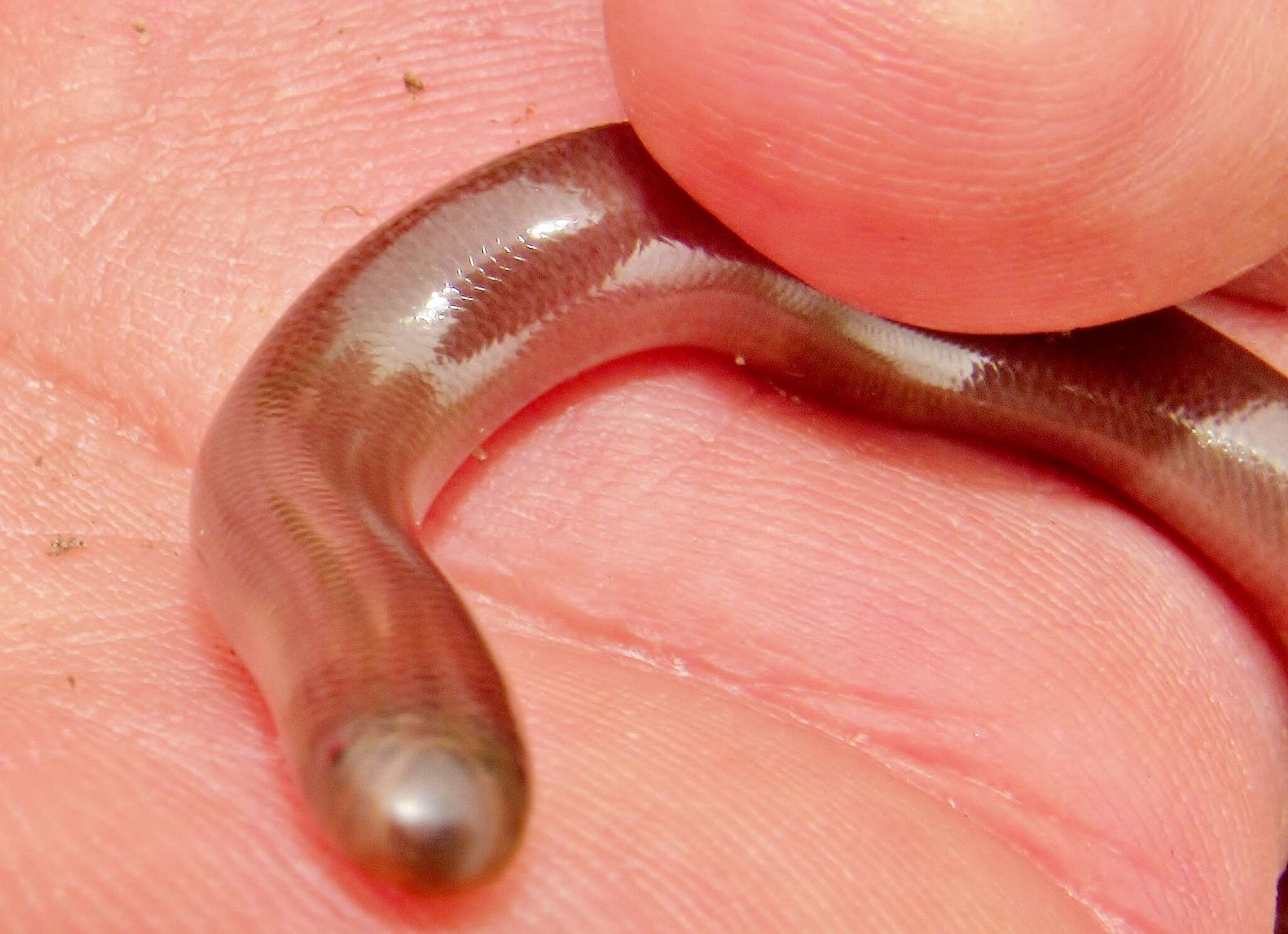 Image of Bibron's Blind Snake