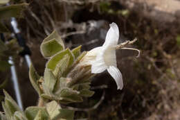 صورة Ruellia aspera (C. B. Cl.) Phillips