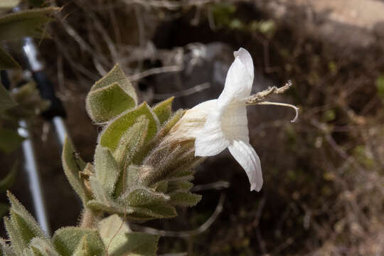 Image de Ruellia aspera (C. B. Cl.) Phillips