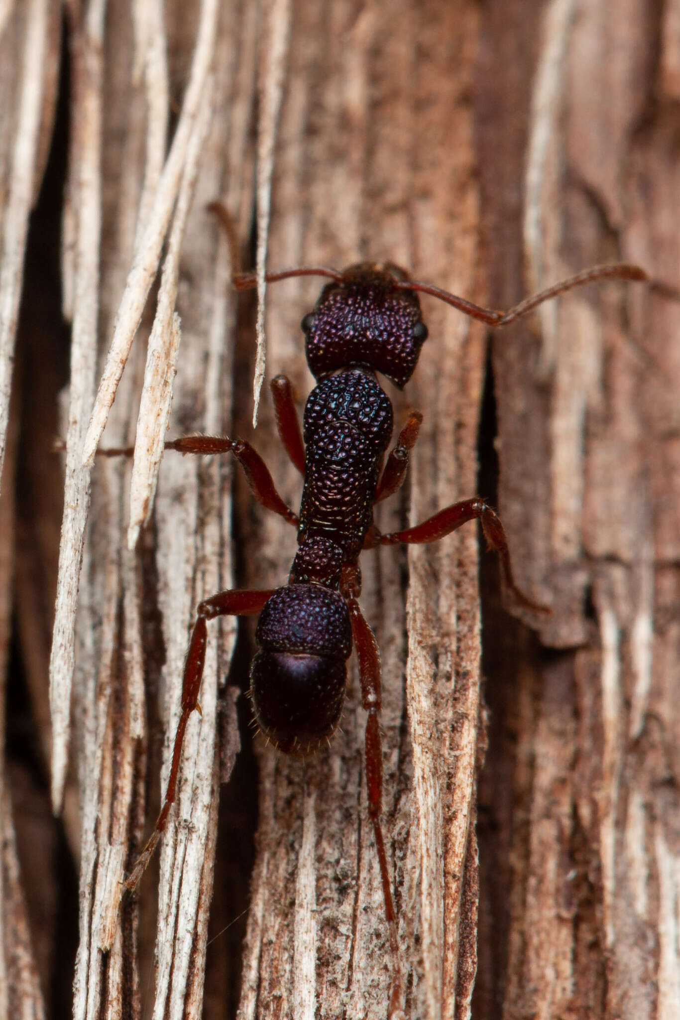 Image of Rhytidoponera scabrior Crawley 1925