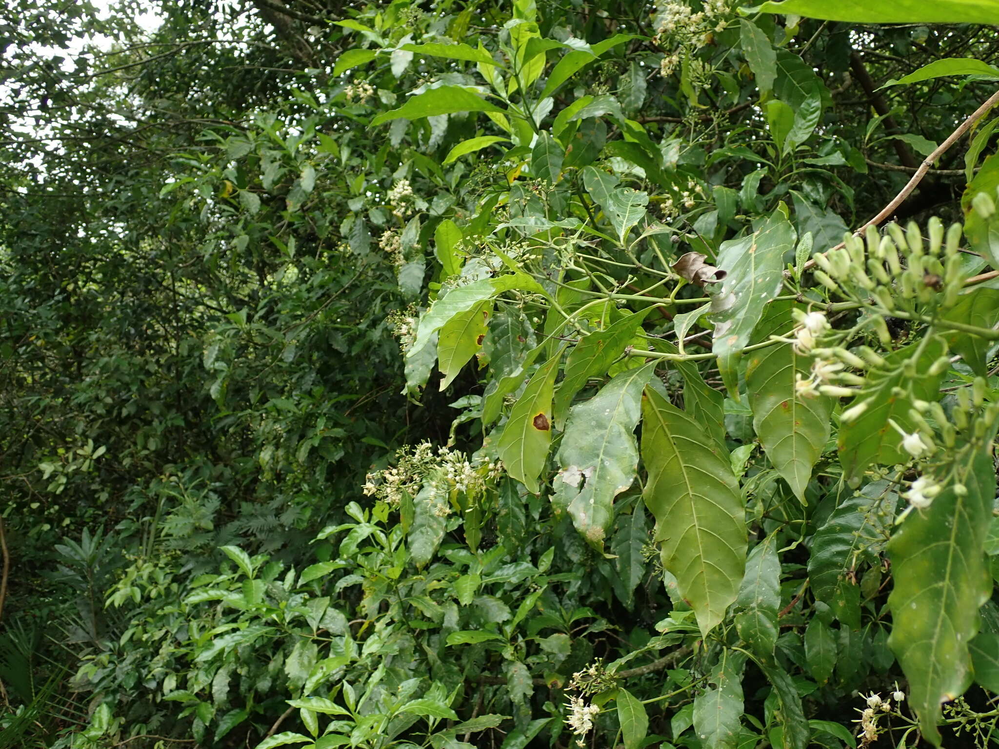 Image of Tarenna pavettoides subsp. pavettoides