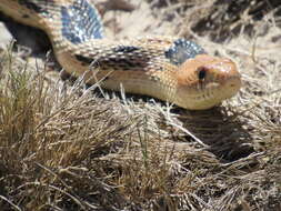 Image of Northern Mexian Bull Snake