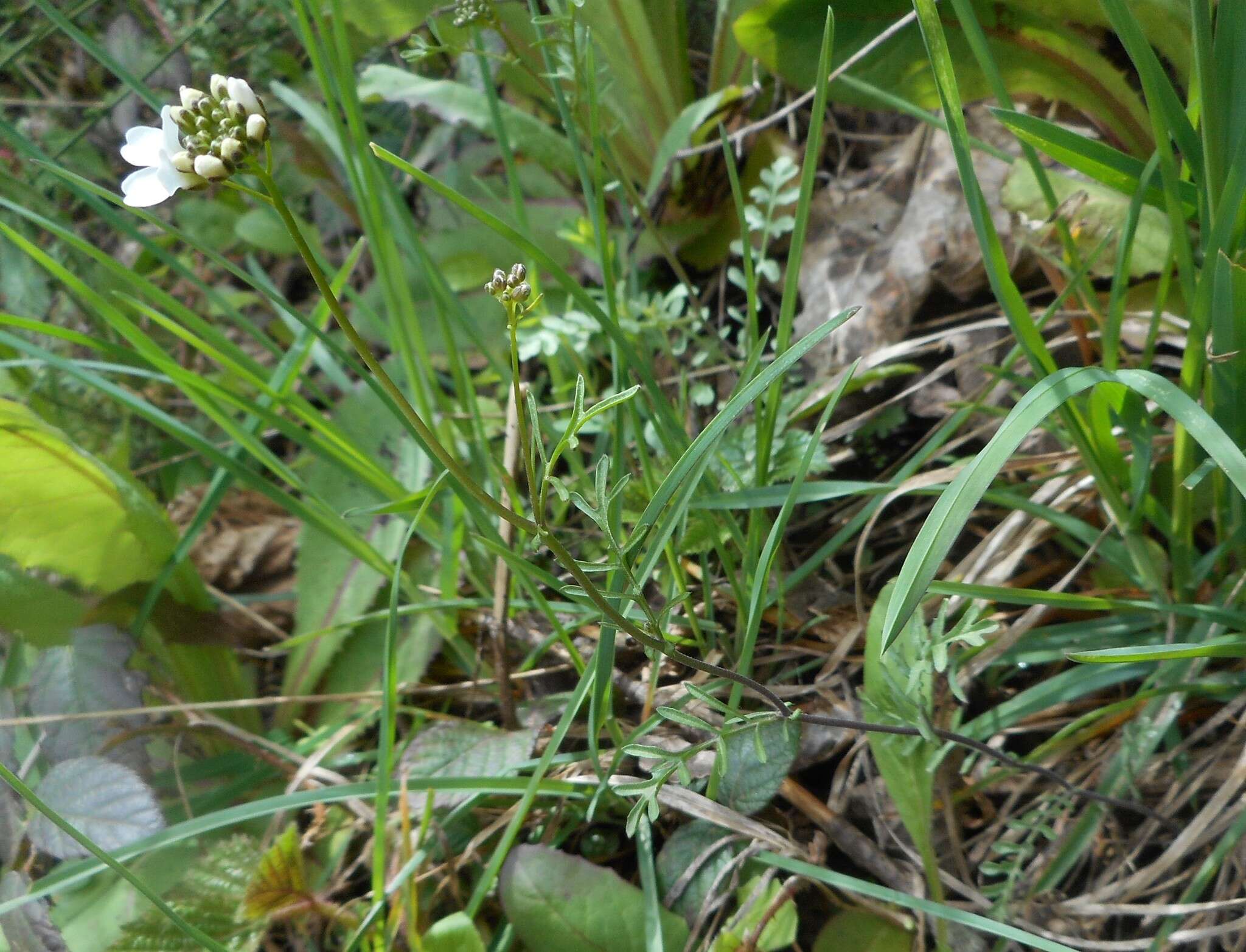 Image of Murbeckiella zanonii (Ball) Rothm.