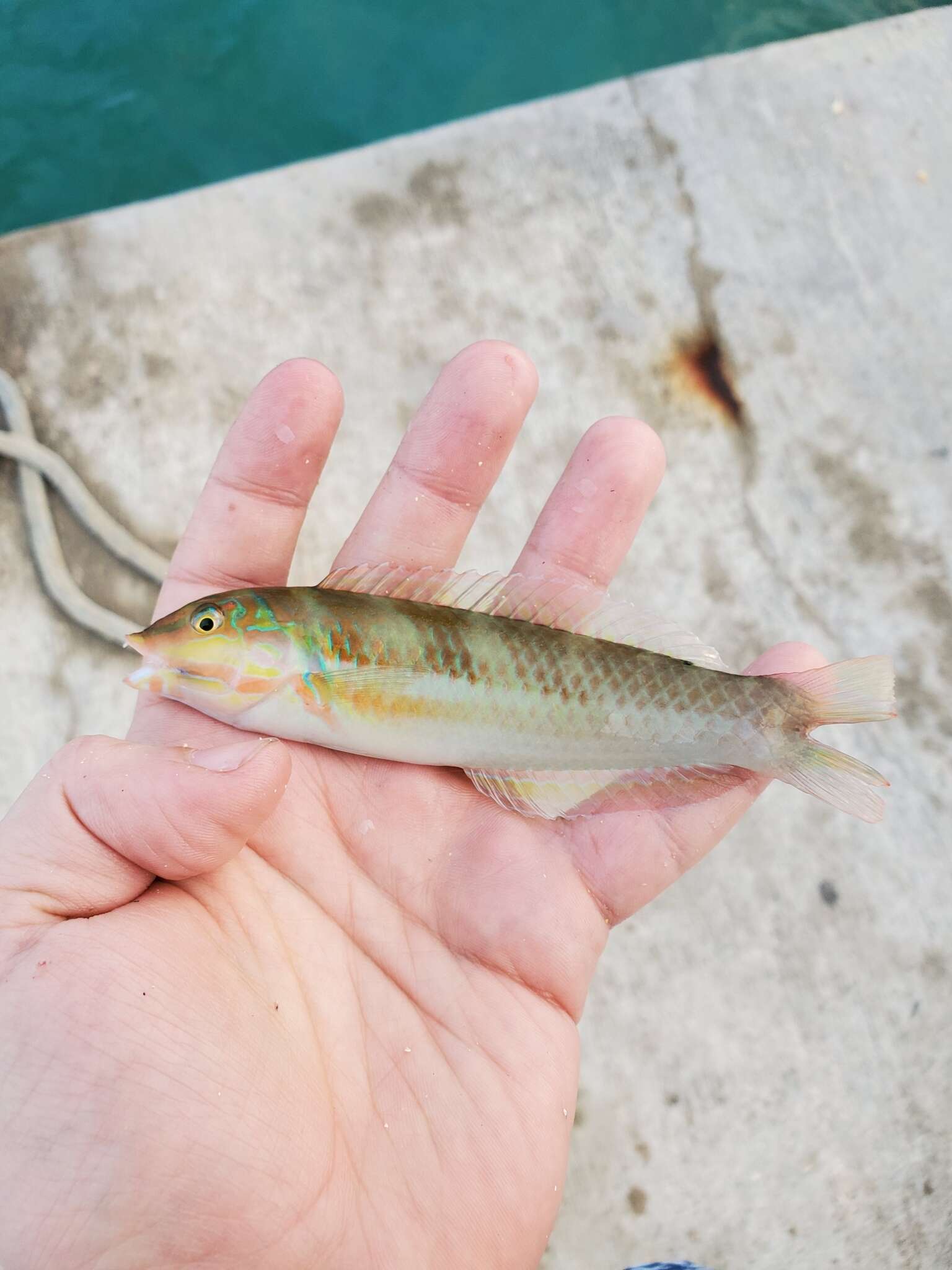 Image of Black-ear wrasse