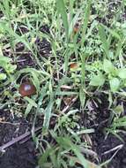 Image of Conocybe rugosa (Peck) Watling 1981