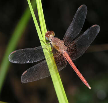 Image of Neurothemis intermedia (Rambur 1842)