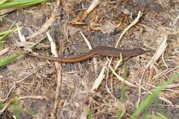 Image of Southern Weasel Skink