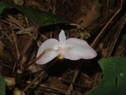 Image of Begonia handelii Irmsch.