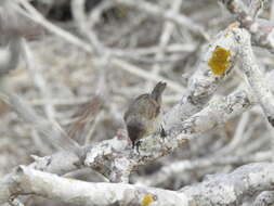 Image de Certhidea fusca mentalis Ridgway 1894