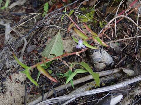 Image of Wart-Removing-Herb