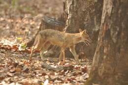 Слика од Canis aureus indicus Hodgson 1833